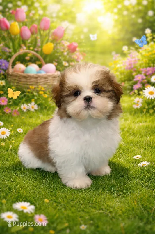 Frankie – Shih Tzu puppy for sale in Fowlerville, MI