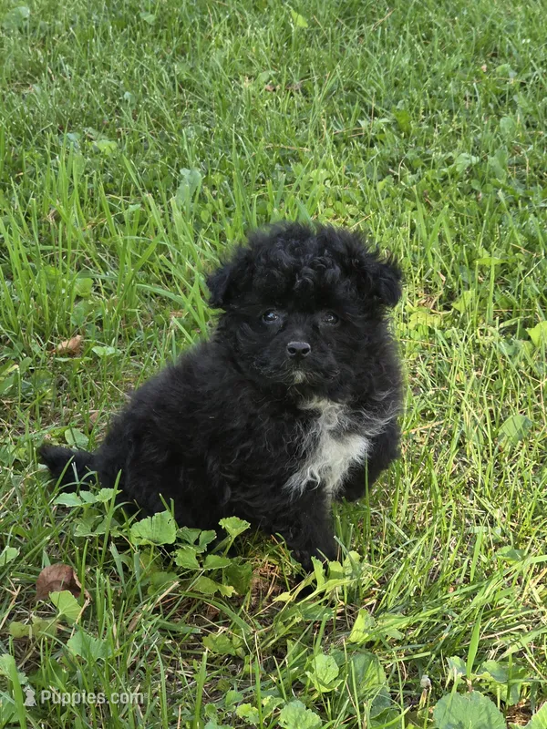 Zayla – Pomapoo puppy for sale in Fowlerville, MI