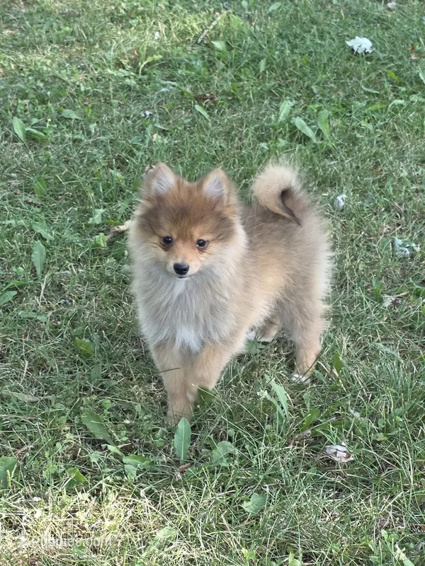 Dodger – Pomeranian puppy for sale in Fowlerville, MI