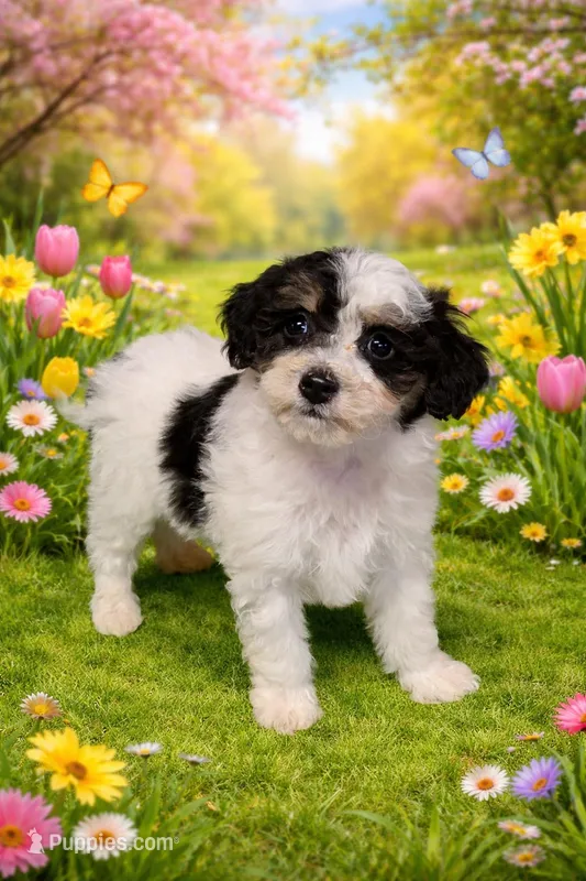 Henry – Bichpoo puppy for sale in Fowlerville, MI