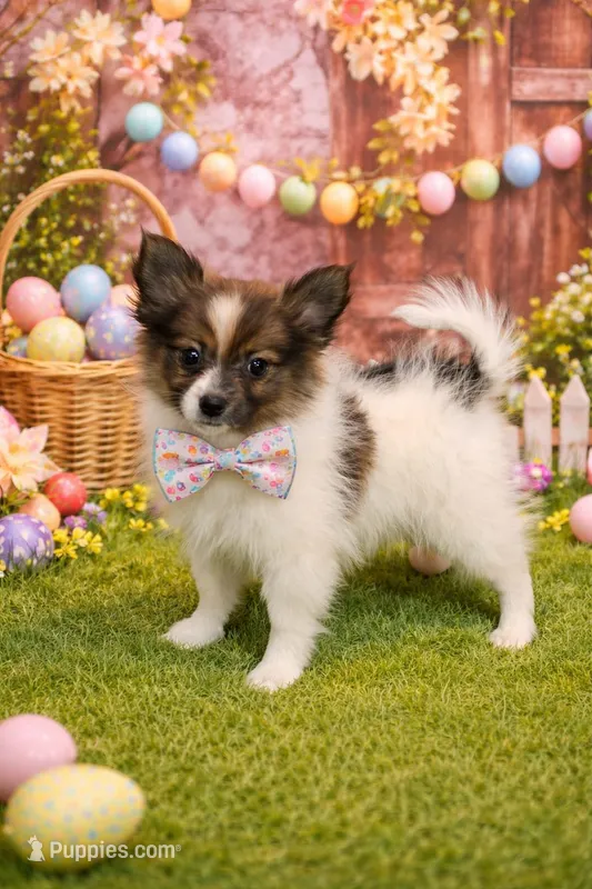 Gypsy – Pomeranian puppy for sale in Fowlerville, MI