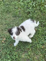 Felix, a male Poodle - Miniature  for sale in Fowlerville, MI – 1 of 1