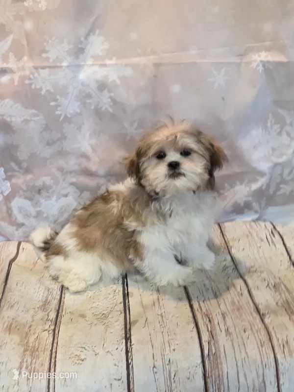 Fergus, a male Shih Tzu for sale in Fowlerville, MI – Photo 1 of 1