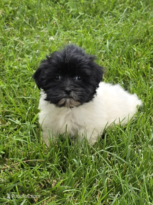 Charlotte – Shihpoo puppy for sale in Fowlerville, MI