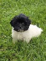 Charlotte, a female Shihpoo for sale in Fowlerville, MI – 1 of 1