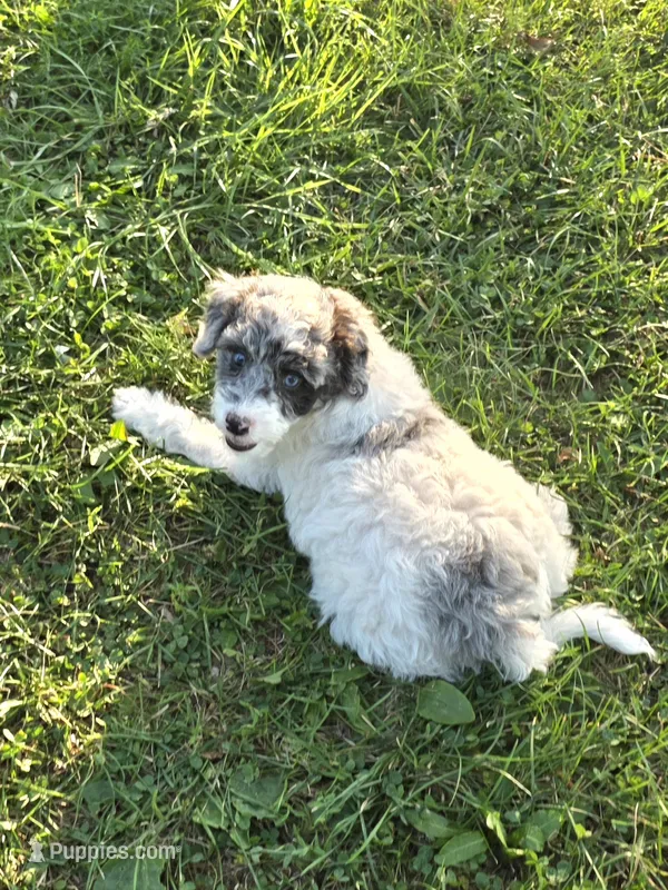 Fitz – Poodle - Miniature  puppy for sale in Fowlerville, MI