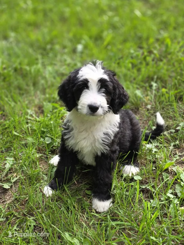 Hugh – Miniature Bernedoodle puppy for sale in Fowlerville, MI