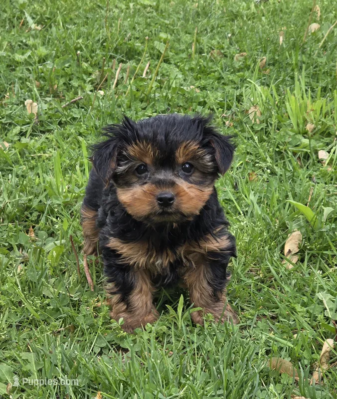Patrick – Yorkshire Terrier puppy for sale in Fowlerville, MI