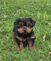 Patrick, a male Yorkshire Terrier for sale in Fowlerville, MI – 1 of 1