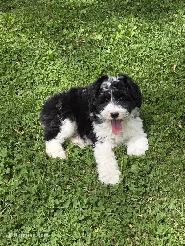 Porter – Miniature Aussiedoodle puppy for sale in Fowlerville, MI