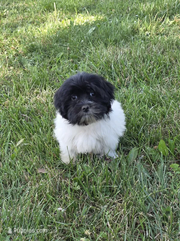 Charlotte – Shihpoo puppy for sale in Fowlerville, MI