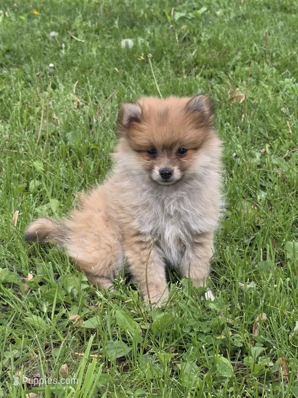 Raison – Pomeranian puppy for sale in Fowlerville, MI
