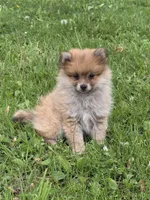 Raison, a female Pomeranian for sale in Fowlerville, MI – 1 of 1