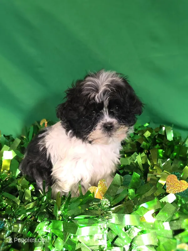 Effie – Shihpoo puppy for sale in Fowlerville, MI