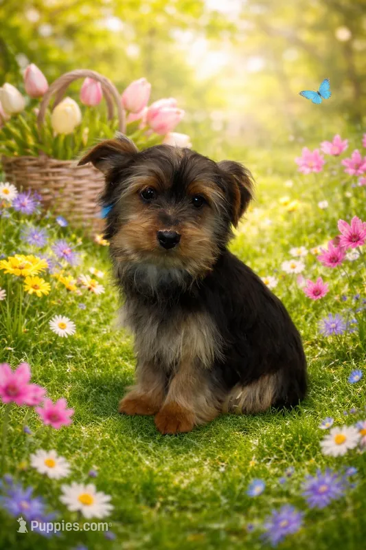 Sonya – Yorkshire Terrier puppy for sale in Fowlerville, MI