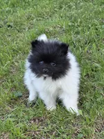 Nash, a male Pomeranian for sale in Fowlerville, MI – 2 of 2