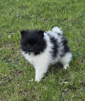 Nash, a male Pomeranian for sale in Fowlerville, MI – 1 of 2