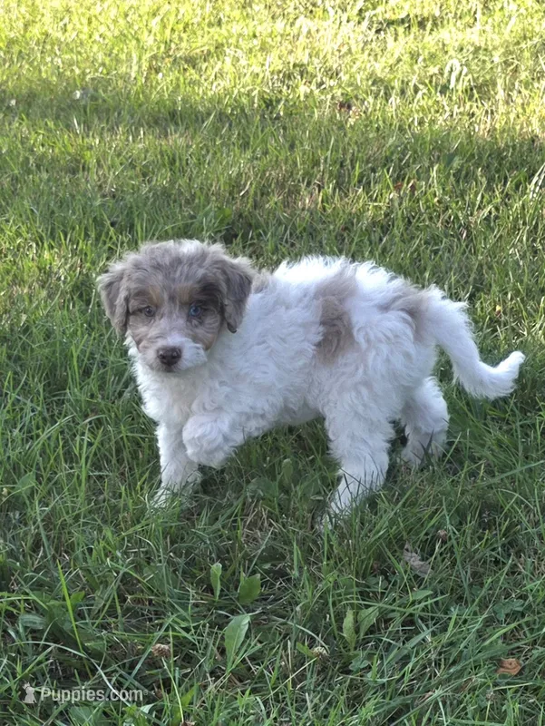 Forest – Poodle - Miniature  puppy for sale in Fowlerville, MI