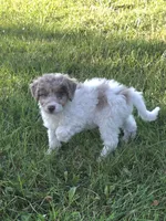 Forest, a male Poodle - Miniature  for sale in Fowlerville, MI – 1 of 1