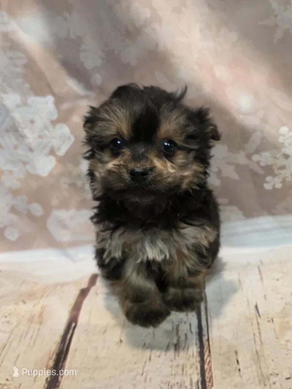 Becca, a female Shorkie for sale in Fowlerville, MI – Photo 1 of 1