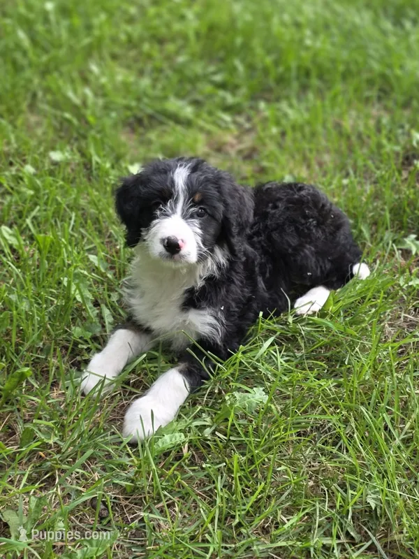 Harper – Miniature Bernedoodle puppy for sale in Fowlerville, MI