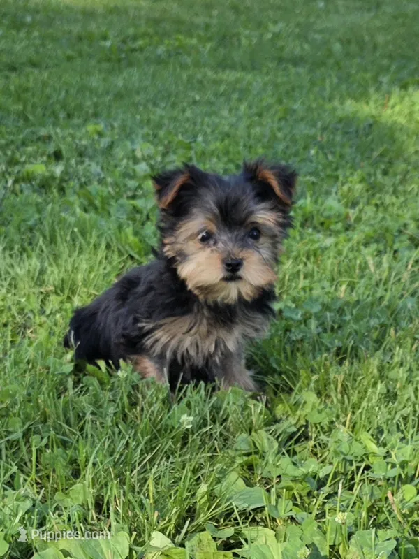 Pocket – Yorkshire Terrier puppy for sale in Fowlerville, MI