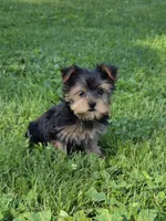 Pocket, a female Yorkshire Terrier for sale in Fowlerville, MI – 1 of 1