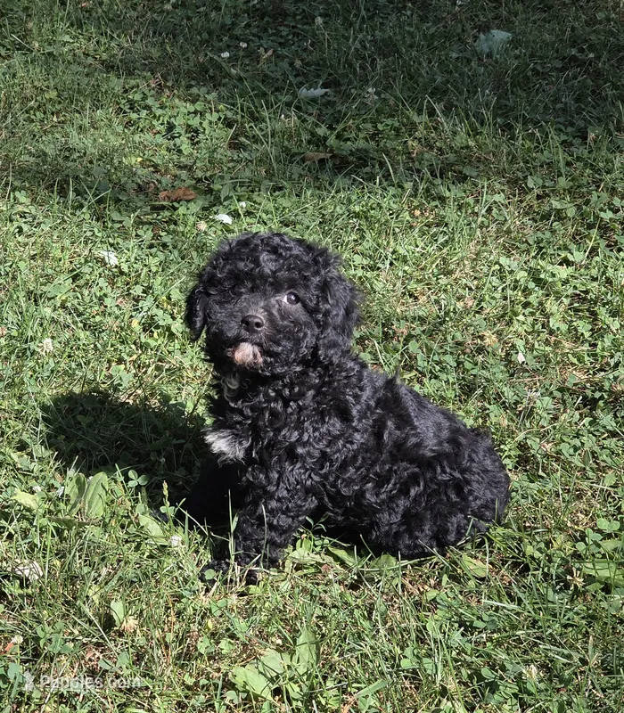 Handsome – Cavalier King Charles Spaniel, Poodle - Toy  puppy for sale in Fowlerville, MI