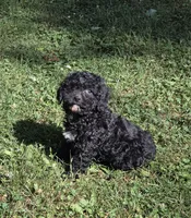 Handsome, a male Cavalier King Charles Spaniel and Poodle - Toy  for sale in Fowlerville, MI – 1 of 1