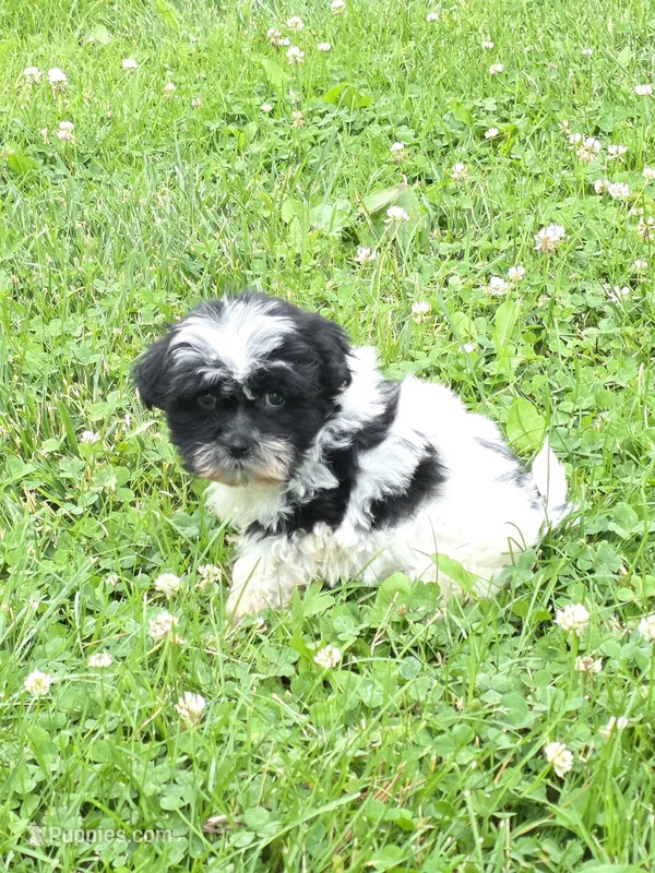 Cupcake – Shihpoo puppy for sale in Fowlerville, MI