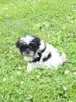 Cupcake, a female Shihpoo for sale in Fowlerville, MI – 1 of 1