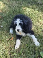 Piper, a female Miniature Aussiedoodle for sale in Fowlerville, MI – 1 of 2