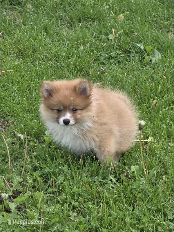 Robbie – Pomeranian puppy for sale in Fowlerville, MI