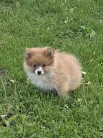 Robbie, a male Pomeranian for sale in Fowlerville, MI – 1 of 1