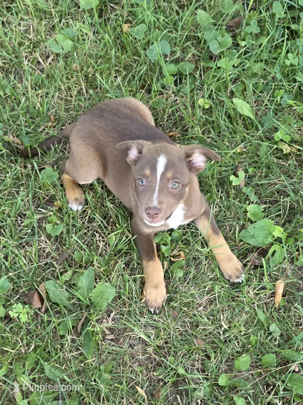 Gonzalez – Chihuahua puppy for sale in Fowlerville, MI