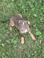 Gonzalez, a male Chihuahua for sale in Fowlerville, MI – 1 of 1