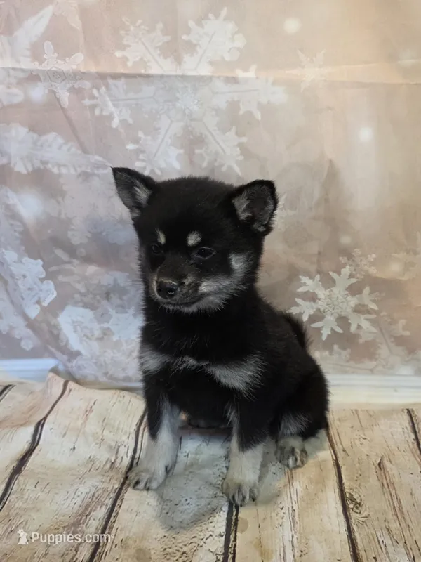 Coby, a male Pomsky for sale in Fowlerville, MI – Photo 1 of 1