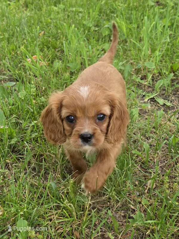 Tigger – Cavalier King Charles Spaniel puppy for sale in Fowlerville, MI