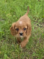 Tigger, a male Cavalier King Charles Spaniel for sale in Fowlerville, MI – 1 of 1