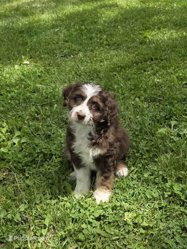 Pauline – Miniature Aussiedoodle puppy for sale in Fowlerville, MI