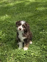 Pauline, a female Miniature Aussiedoodle for sale in Fowlerville, MI – 1 of 1