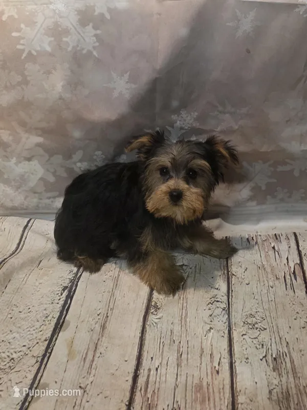 Woody, a male Yorkshire Terrier for sale in Fowlerville, MI – Photo 1 of 1