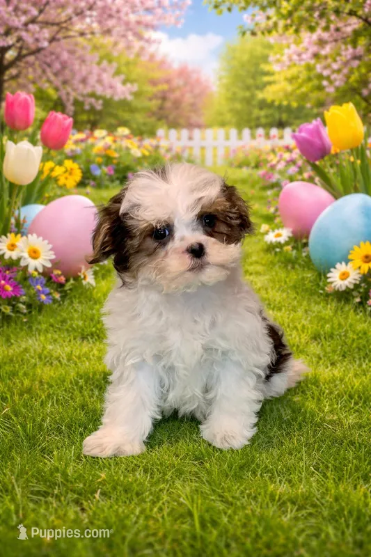 Enos – Shihpoo puppy for sale in Fowlerville, MI