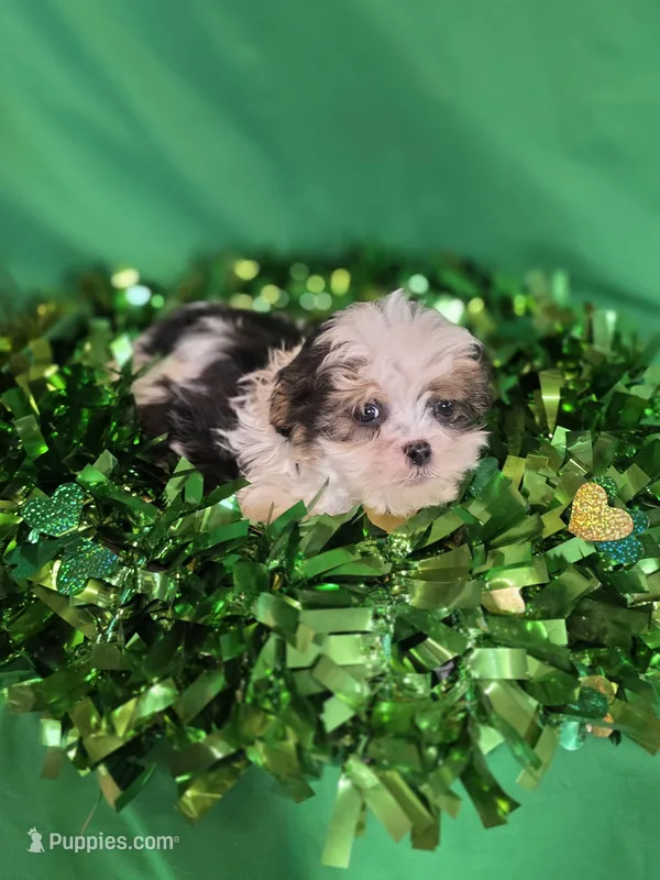 Enos – Shihpoo puppy for sale in Fowlerville, MI