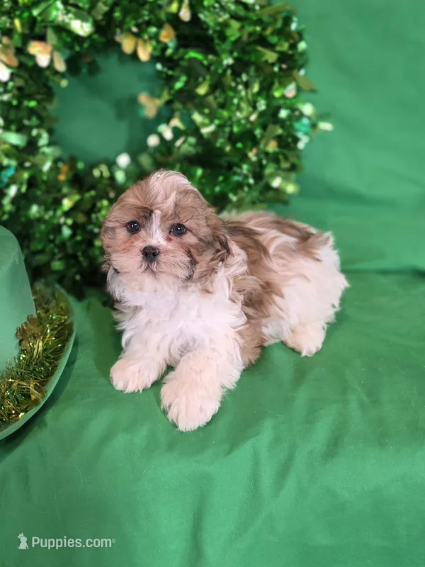 Emmett – Shihpoo puppy for sale in Fowlerville, MI
