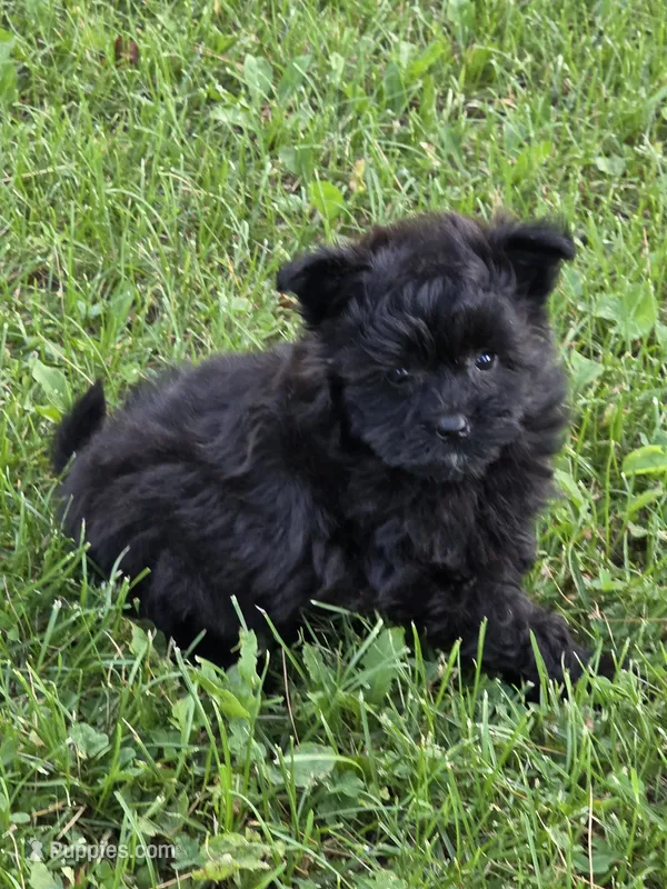 Amos  – Pomapoo puppy for sale in Fowlerville, MI