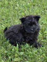 Amos , a male Pomapoo for sale in Fowlerville, MI – 1 of 1