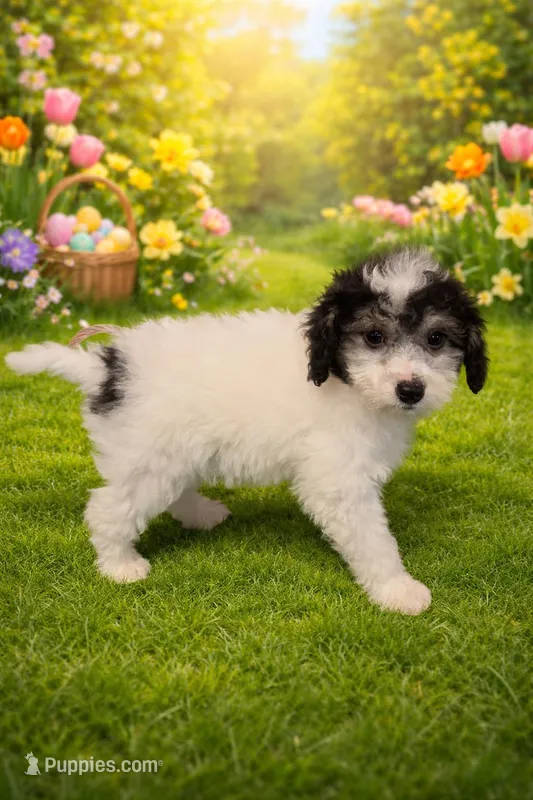 Hollis – Bichpoo puppy for sale in Fowlerville, MI