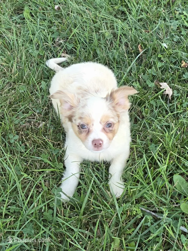 Gulliver – Chihuahua puppy for sale in Fowlerville, MI