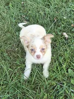 Gulliver, a male Chihuahua for sale in Fowlerville, MI – 1 of 1